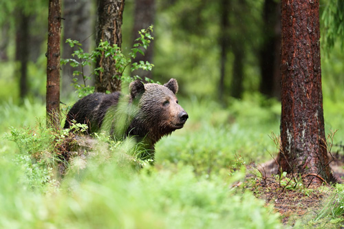 Bild: Braunbär