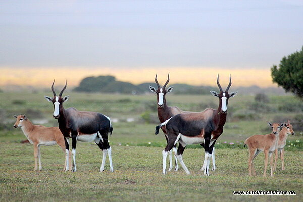 Buntböcke im Naturreservat in Südafrika