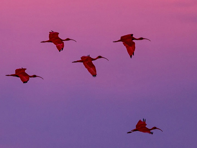 Scharlachsichler im Abendflug der Karibik-Insel Trinidad