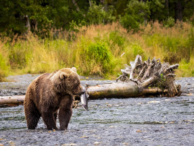 Braunbär beim Lachsfang in Alaska