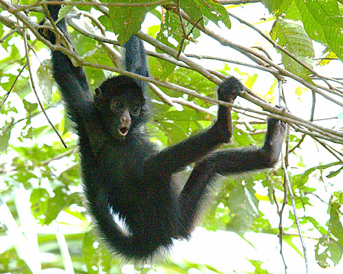 Schwarzer Klammeraffe im Amazonas-Regenwald von Peru