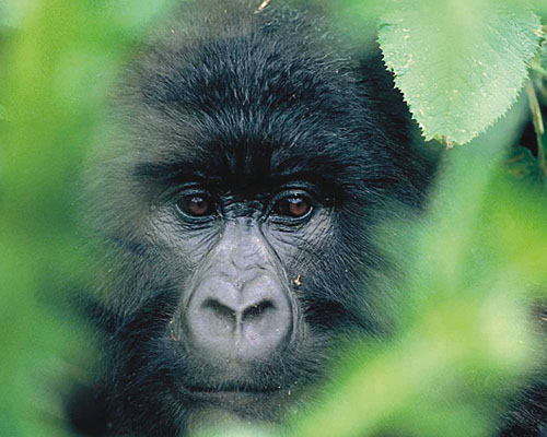 Berggorilla im Bwindi Nationalpark