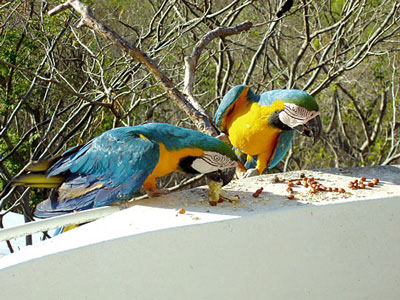 Gelbrustaras an einer Futterstelle, Belize-Reise