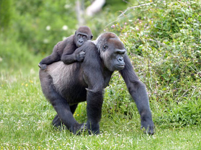 Flachlandgorillas in Gabun