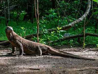 Komodowaran im Komodo-Nationalpark von Indonesien