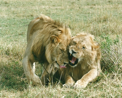 Löwen in Ostafrika