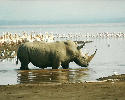 Breitmaulnashorn am Lake Nakuru