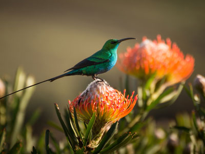 Nektarvogel am Tafelberg – Südafrika-Rundreise