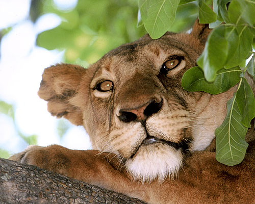 Ruhender Löwe im südlichen Afrika