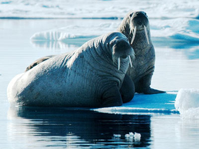 Walrosse und Eisberge auf Spitzbergen-Rundreise