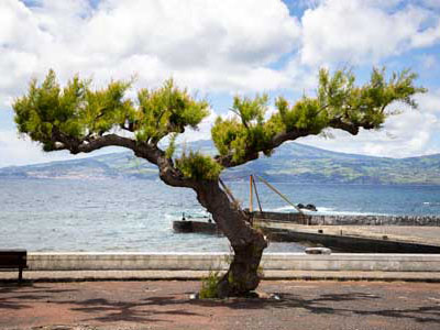 Windgeformter Baum an der Küste von Madalena auf den Azoren, mit Meer und Bergen im Hintergrund