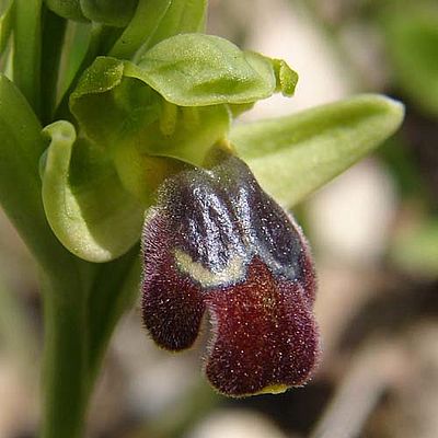 Ophrys obaesa (c) Reiner Merkel