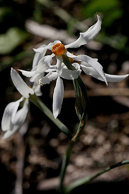 Narcissus serotinus