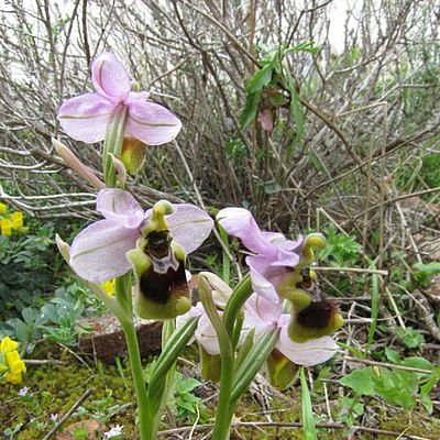 Ophrys tenthredinifera