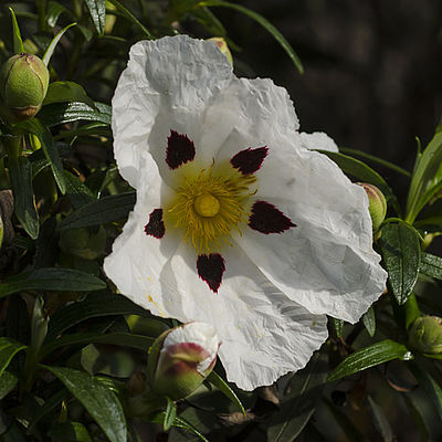 Custus landanifera (c) S. Munzinger