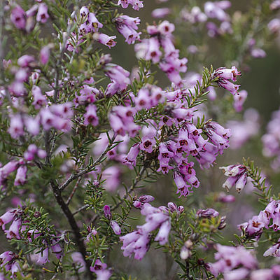 Erica arborea (c) S. Munzinger