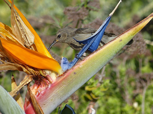 Strelizie mit Vogel (c) Fuchs