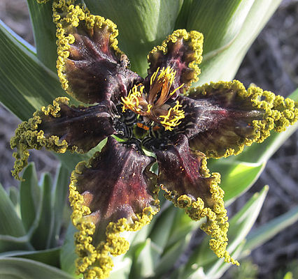 Ferraria crispa (c) C. Corde