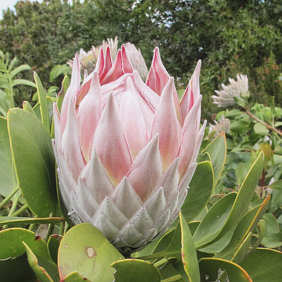 Protea (c) C. Corde