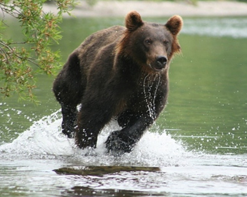 Braunbär