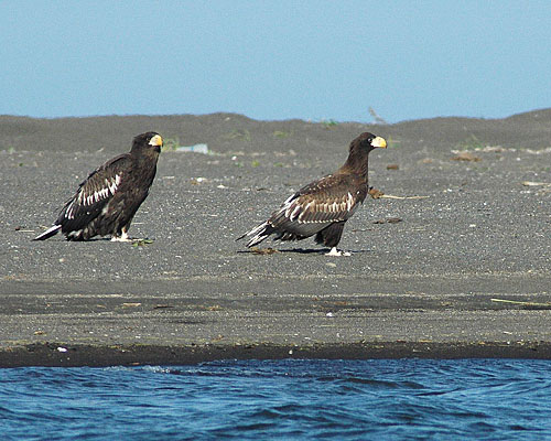 Riesenseeadler (c) Peter Hajmassy