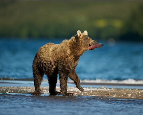 Braunbär beim Fischen (c) Jayanth Sharma