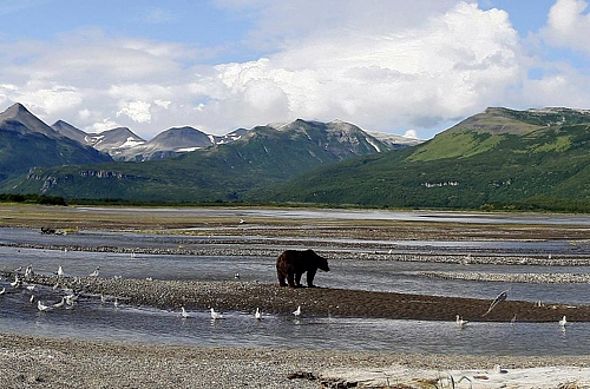 Braunbär auf Kodiak Island