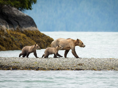 Bärenbeobachtung am Glendale River in British Columbia