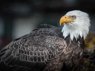 Faszinierende Seeadler in Kanadas Wildnis beobachten