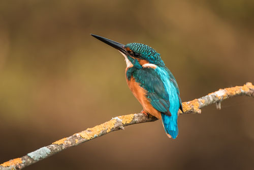 Eisvogel-Fotostudien auf Donaudelta-Reise