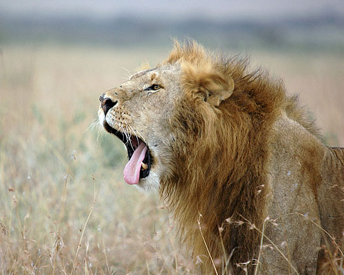 Kalaharilöwen auf Rundreise in der Central Kalahari - (c) Dominique Schreckling