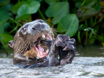 Fischotter im Rio Cuiaba, Pantanal