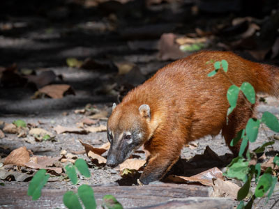 Südamerikanischer Nasenbär im Pantanal von Brasilien