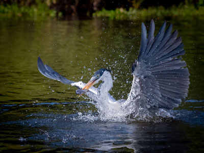 Reiher auf Fotoreise-Pantanal beobachten