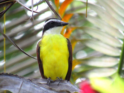 Ein Schwefelmaskentyrann sitzt auf einem Ast, umgeben von tropischen Blättern in Costa Rica