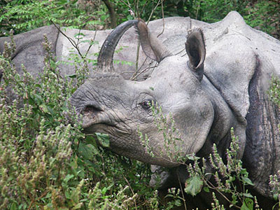 Ein Panzernashorn frisst Pflanzen im dichten Grün eines indischen Waldes