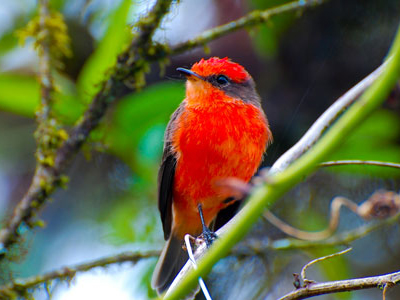 Fliegenfängervogel auf Galapagos