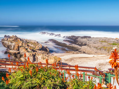 Blaues Meer und Blumen auf der Gardenroute von Südafrika