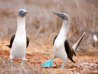 Galapagos Blaufußtölpel