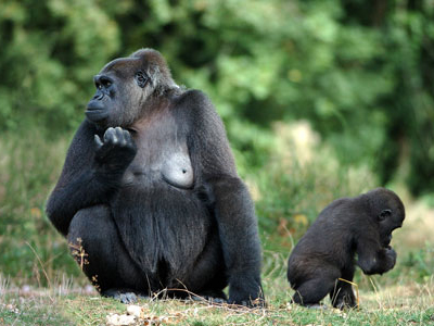 Flachlandgorilla in Gabun