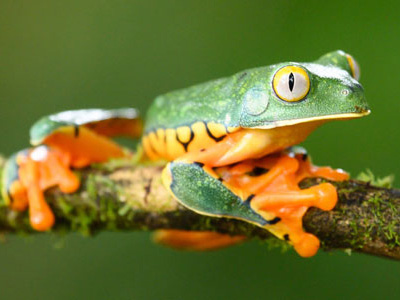 Herrlicher Laubfrosch in Costa-Rica