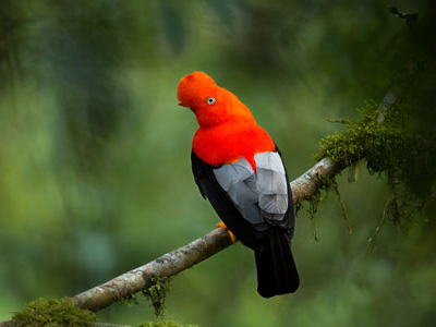 Andenfelshahn in Ecuador, zu sehen bei einer Naturreise mit DUMA