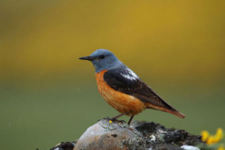 Steinrötel Vogel Extremadura