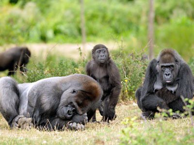 Westliche Flachlandgorillas