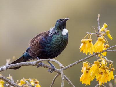 Der Tui ist ein Neuseeland-Honigfresser