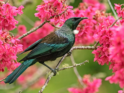 Auf Neuseeland-Rundreise den Tui Vogel beobachten