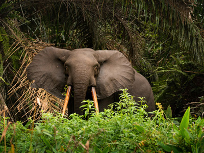 Waldelefant im Moukalaba Nationalpark