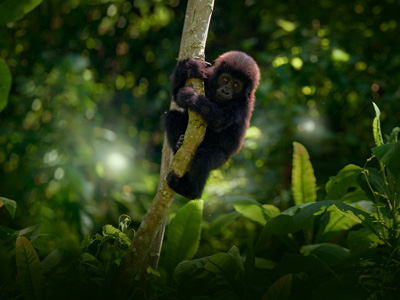 Gorilla im Lope Nationalpark