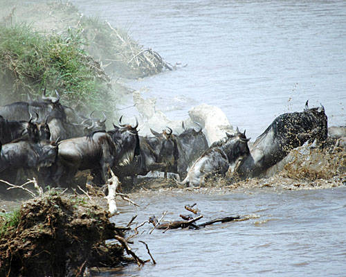 Gnus im Mara-Fluss - (c) Dr. J. Trauttmansdorff