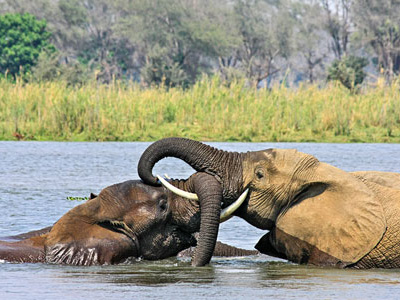 Elefanten im Lower Zambezi in Sambia